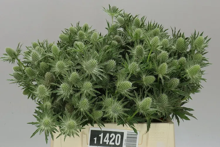 Eryngium Sirius 40 cm