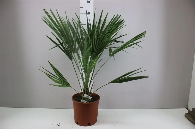 Chamaerops črepník 24 cm