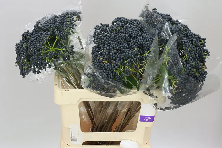 Viburnum De Inge 60 cm
