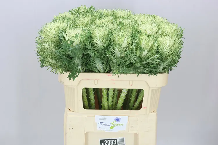 Okrasná kapusta Queen White 70 cm