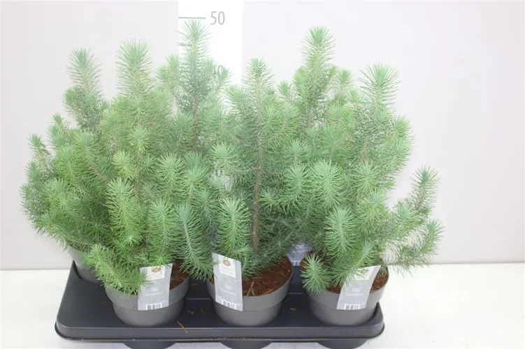 Pinus Silver Crest črepník 15 cm