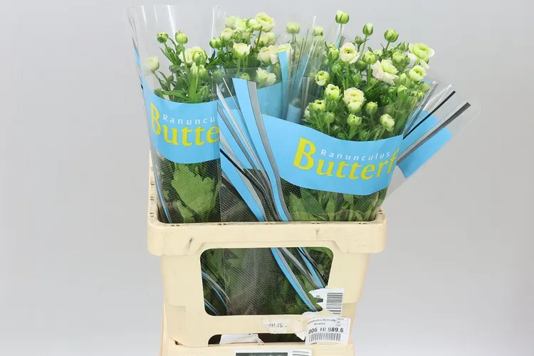 Ranuncul Butterfly Ariadne 60 cm
