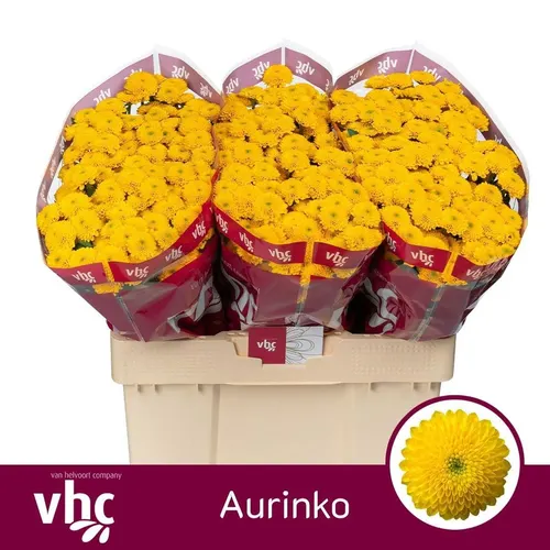 Sant Aurinko 55 cm