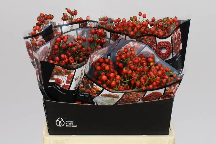 Šípky Autumn Rosefruits 40 cm