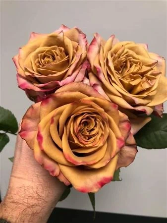 Ruža záhradná Pimms 40 cm