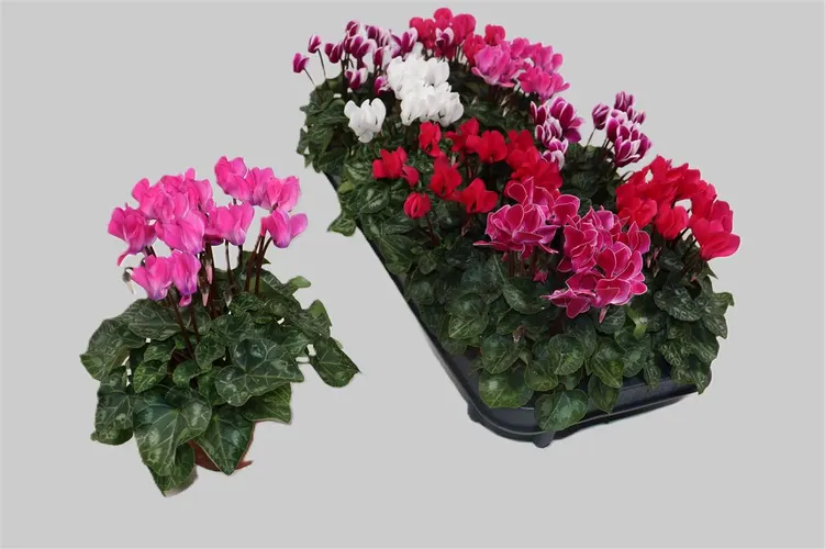 Cyclamen Kl Super Carino Gemengd črepník 10,5 cm