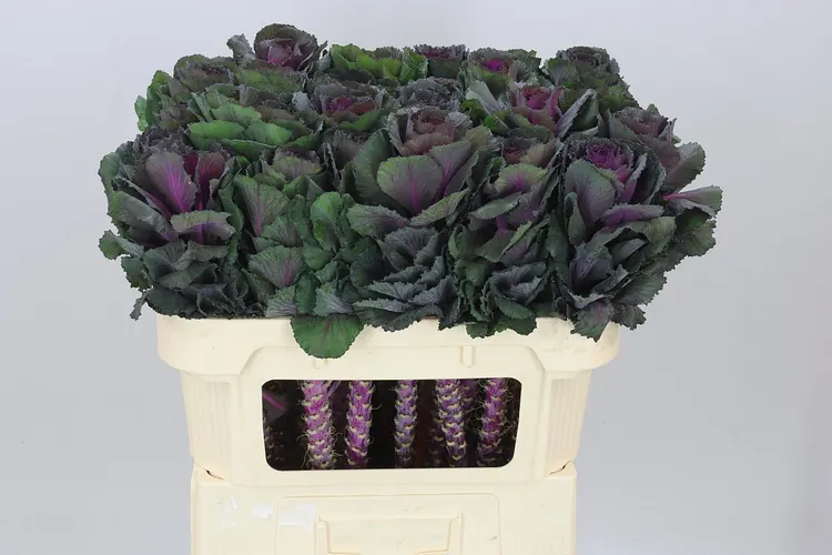 Okrasná kapusta (Brassica)