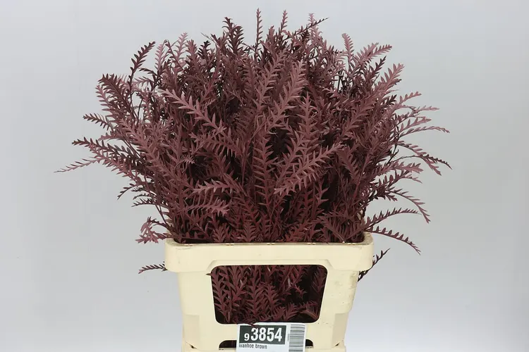 Ivanhoe Brown 60 cm