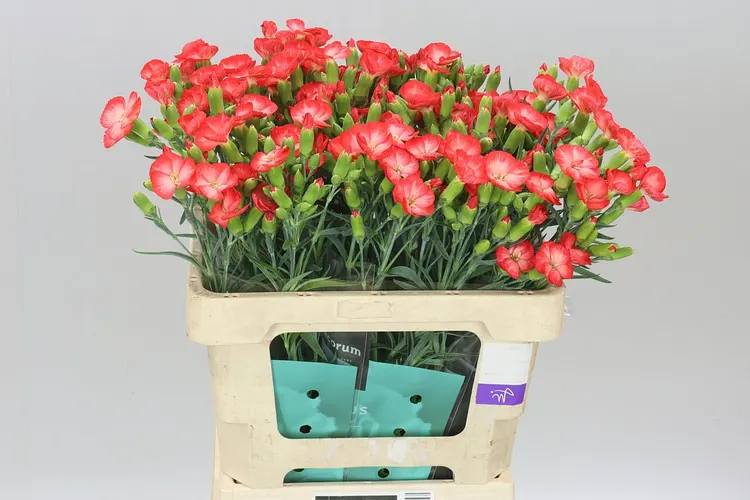 Di Solomio Clif 60 cm