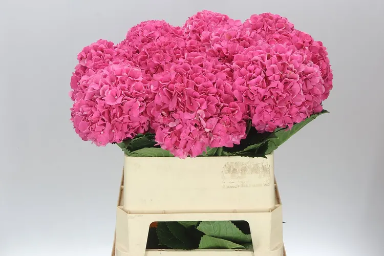 Hydrangea Glowing Alps Pink 80 cm