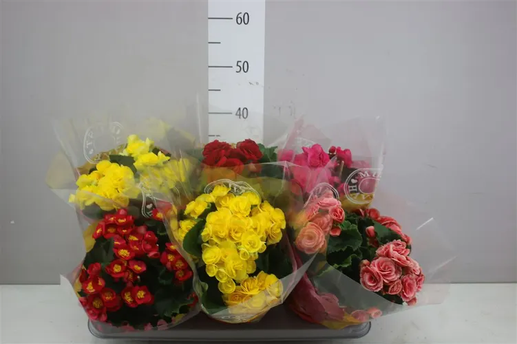Begonia Du Gemengd črepník 14 cm