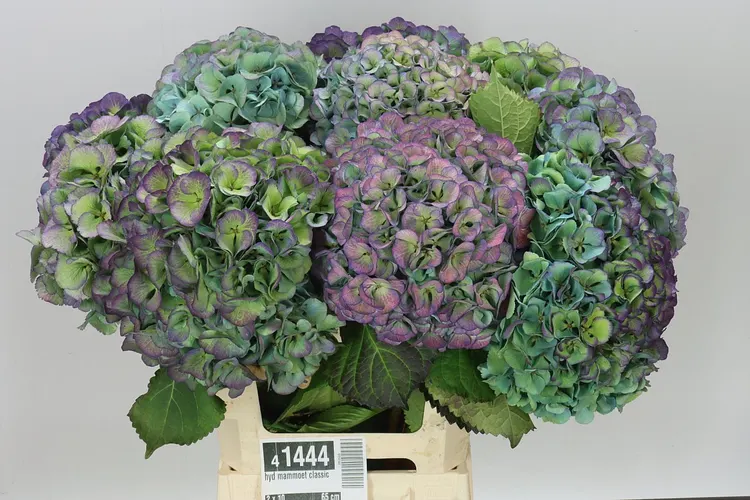 Hortenzia Mammoet Classic 65 cm