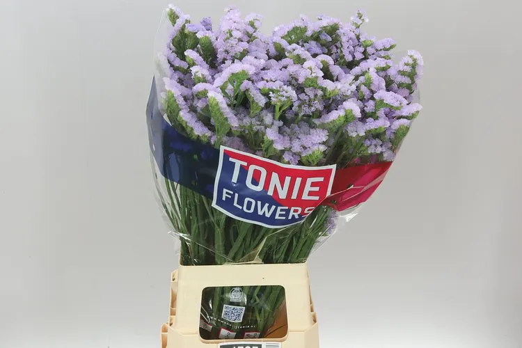 Limónium S Tonie Lavender 80 cm