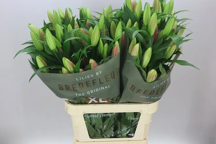 Ľalia orientálna Master 95 cm