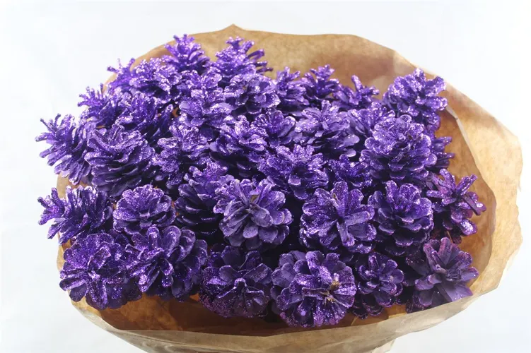 Pine Cone Purple Gl, sušené 50 cm