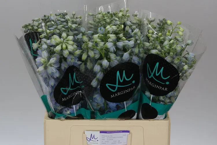 Delph El Guardian Lavender 60 cm
