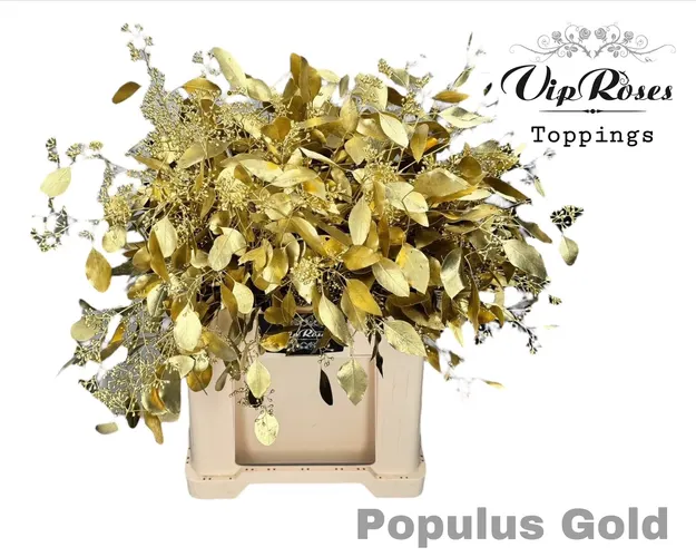 Eukalyptus Populus Bes Gold 65 cm
