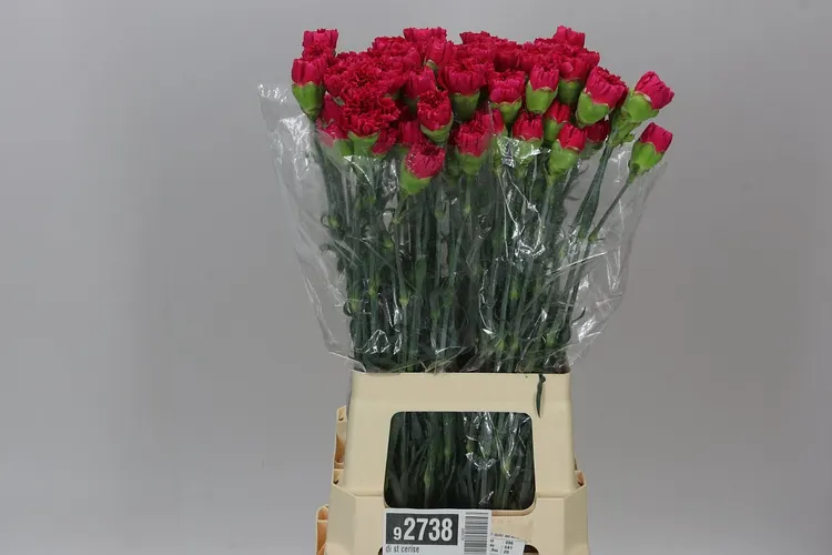 Di St Cerise 70 cm