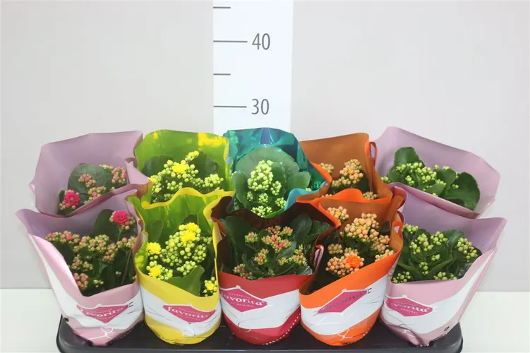 Kalanchoe Calandiva Mix črepník 10,5 cm