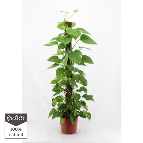 Epipremnum Aureum Mosstok črepník 24 cm