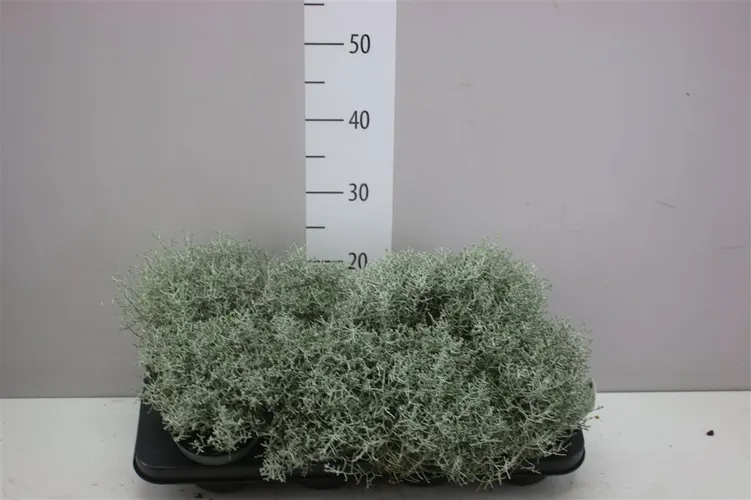 Calocephalus Br Challenge črepník 12 cm
