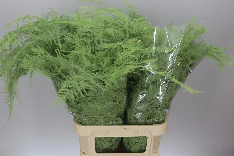 Asparagus Lang Getopt Mint 85 cm