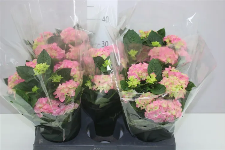 Hortenzia črepníková Hi Halo Pink 7+ črepník 14 cm