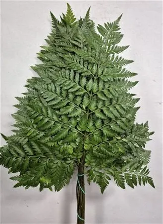 Ledervaren Xxxl X25 Spain 60 cm