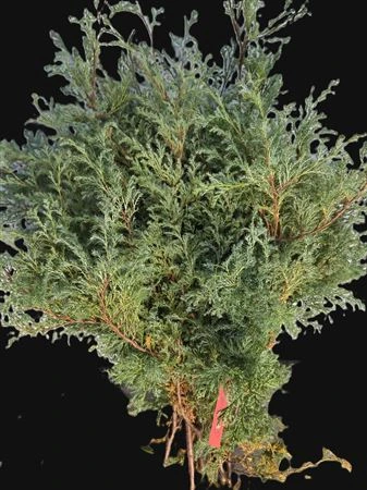 Thuja Squarosa 1,5 kg
