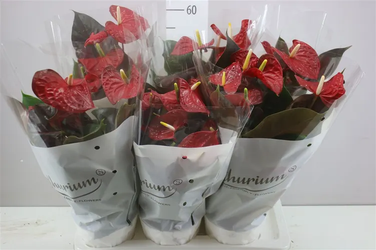 Antúrium Coral Champion črepník 17 cm