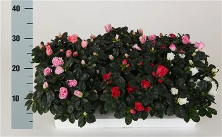 Azalka mix črepník 14 cm
