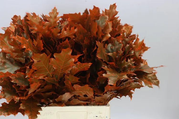 Quercus Painted Orange 60 cm