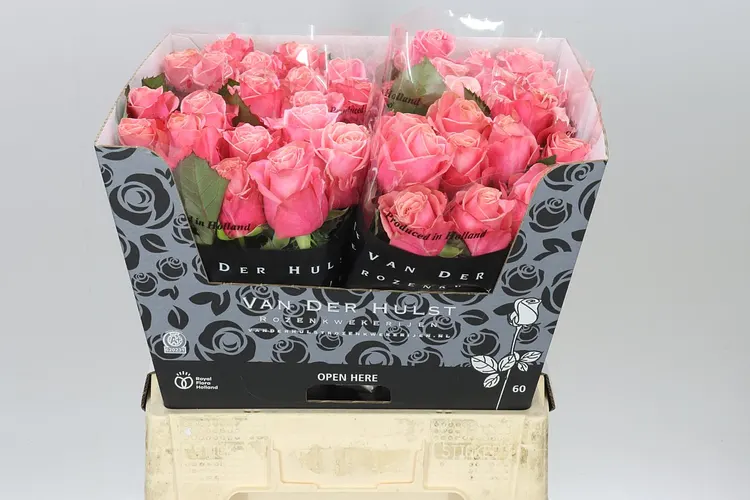 Rosa Gr Adele 60 cm