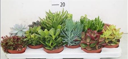 Sukulenty mix črepník 10,5 cm