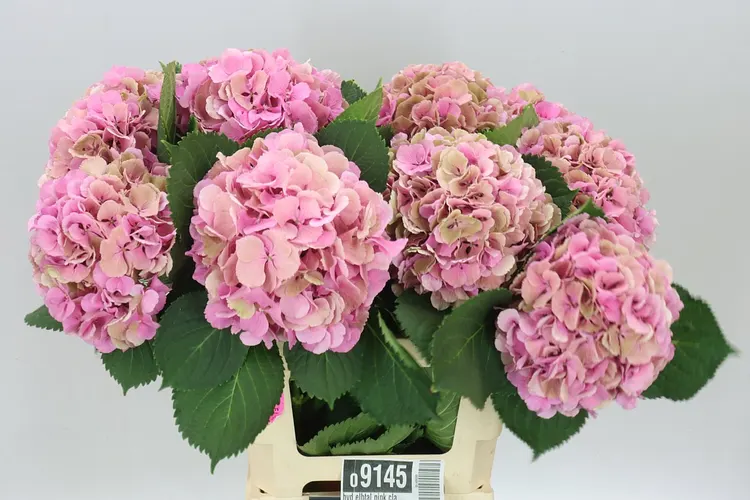 Hyd Elbtal Pink Classic 65 cm