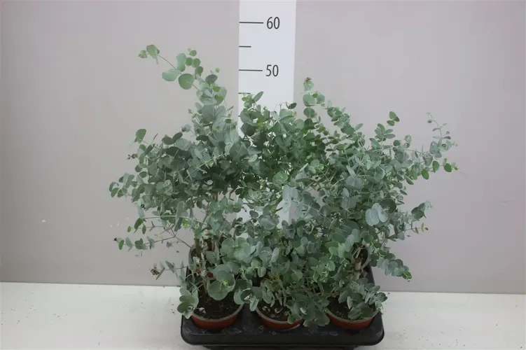 Eukalyptus Cinerea na kmienku črepník 12 cm