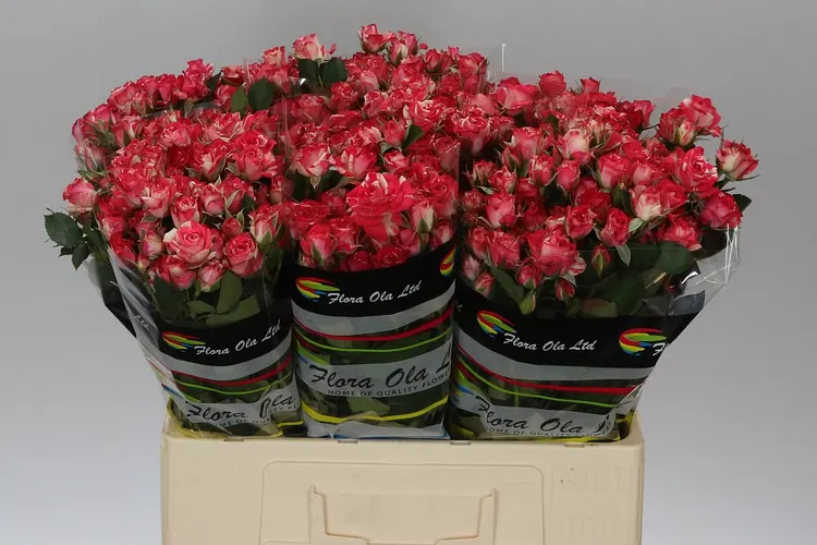 Rosa Tr Fireworks 60 cm