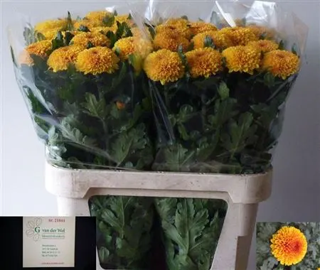 Chr G Paladov 80 cm