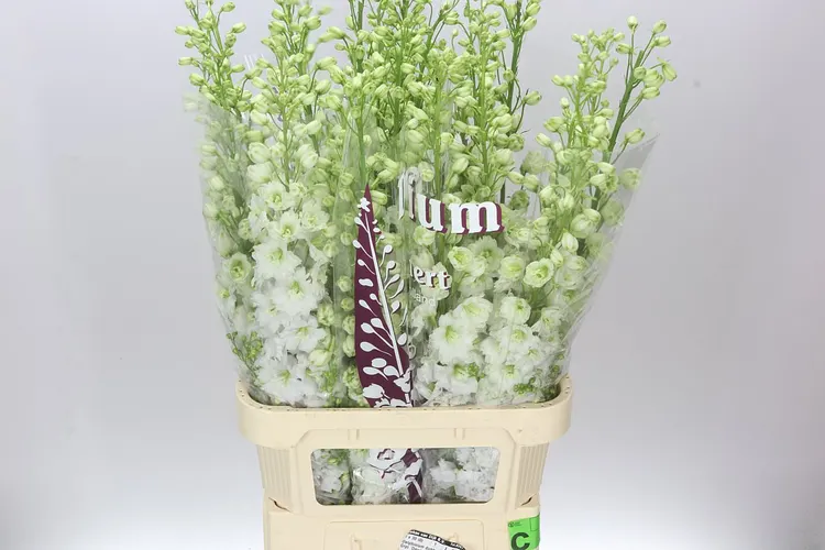 Delph El Dewi Impressive White 100 cm