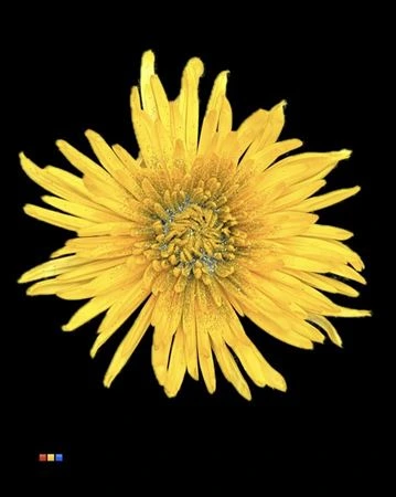 Chryzantéma veľkokvetá Anastasia Sunny Sparkling Silver 70 cm