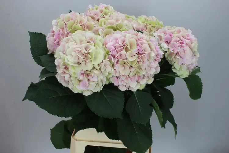 Hydrangea Verena Pink Classic 100 cm
