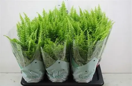 Paprade (Fern)