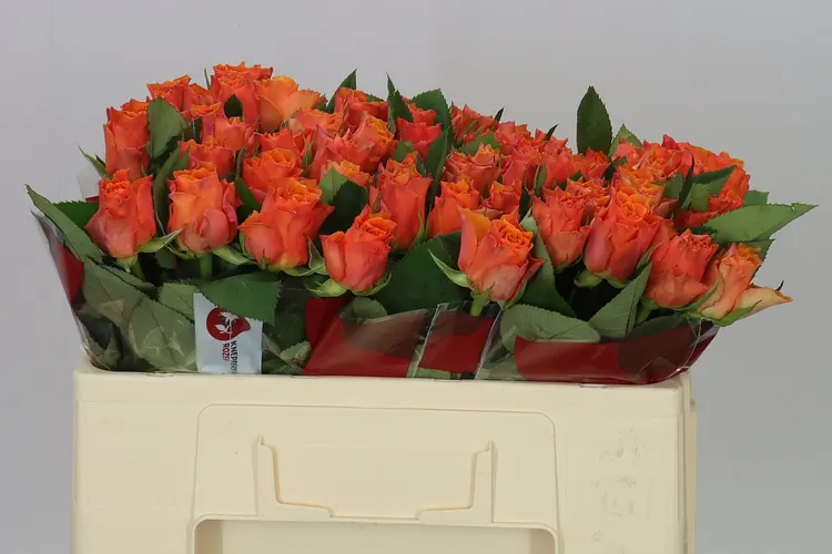 Rosa Gr Arancio 50 cm