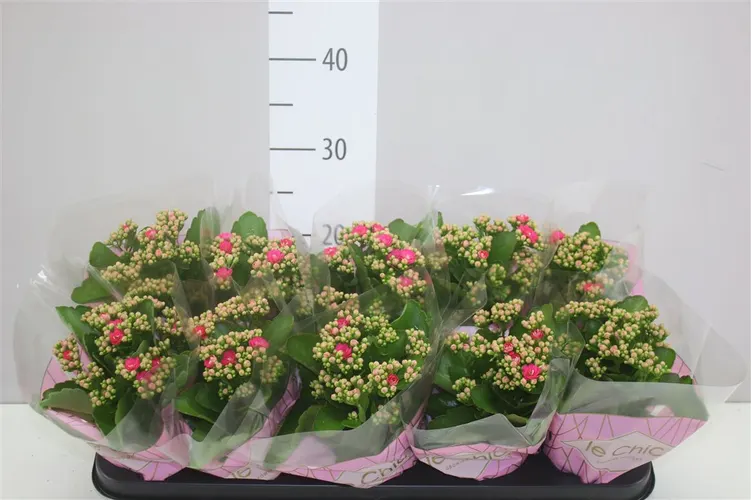 Kalanchoe Rosalina Roze črepník 10,5 cm