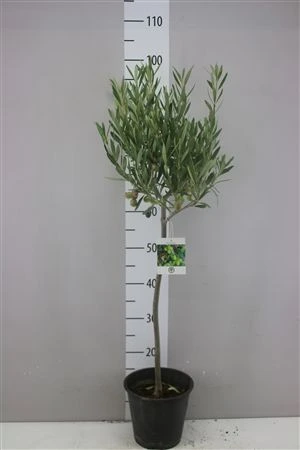 Olivovník Europaea na kmienku črepník 20 cm