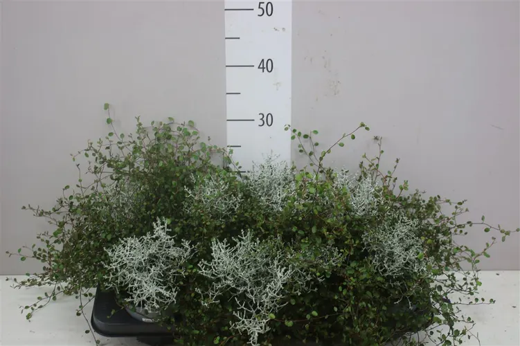 Calocephalus/muehlenbeckia črepník 13 cm