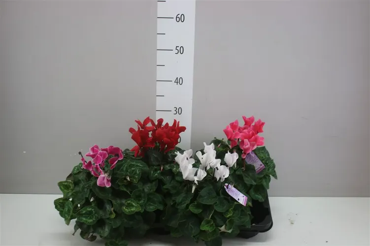 Cyclamen Super Macro Gemengd črepník 12 cm