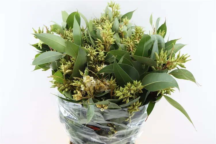 Robusta Berries 70 cm