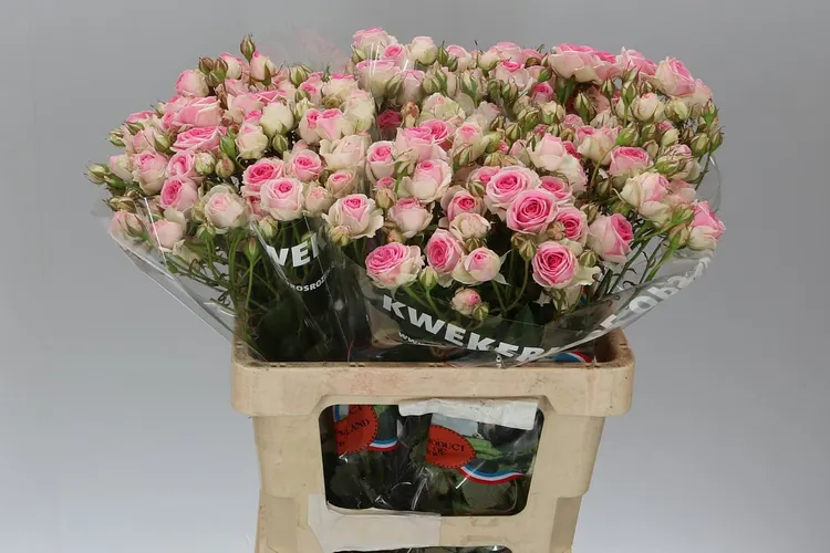 Rosa Tr Mimi Eden 60 cm