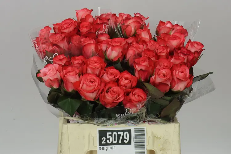 Rosa Gr Icon 40 cm
